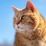 What to do when your cat reaches old age?